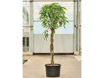 Ficus binnendijkii 'Amstel King' V190cm