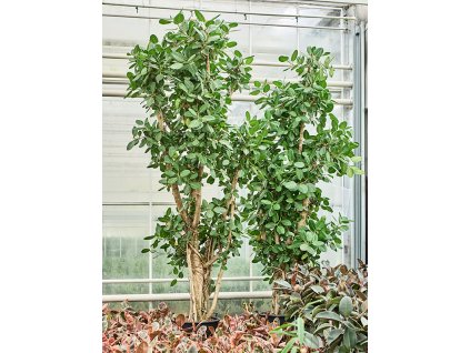 Ficus benghalensis 'Audrey' V500cm