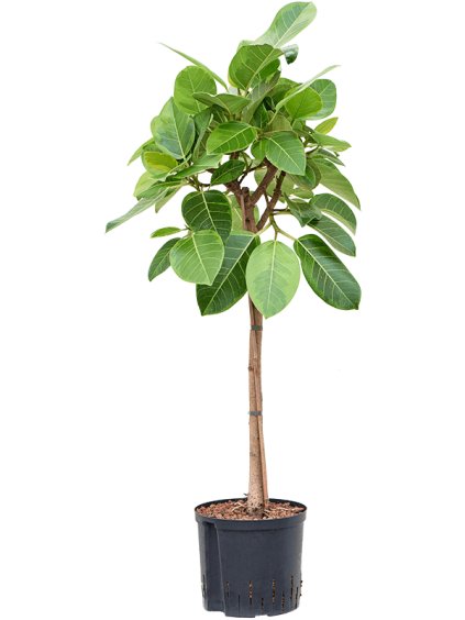 Ficus altissima 'Yellow Gem' V110cm
