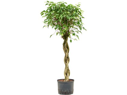 Ficus benjamina 'Exotica' V130cm