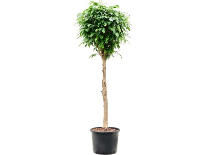Ficus benjamina 'Danielle' V150cm