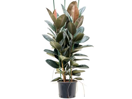 Ficus elastica 'Abidjan' V140cm