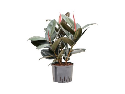 Ficus elastica 'Abidjan' V80cm