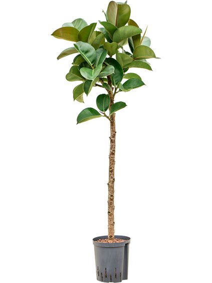 Ficus elastica 'Cloe' R18cm V110cm