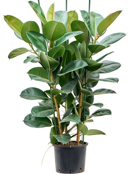 Ficus elastica 'Robusta' V140cm