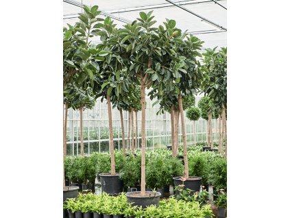 Ficus elastica 'Robusta' V400cm