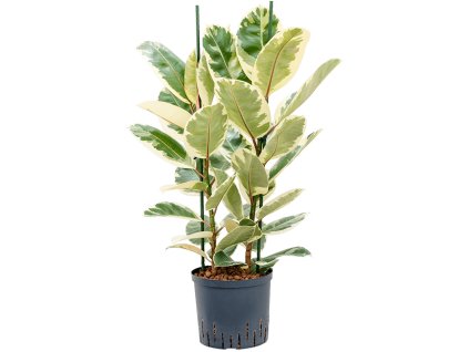 Ficus elastica 'Tineke' V90cm