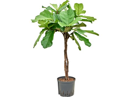 Ficus lyrata V115cm
