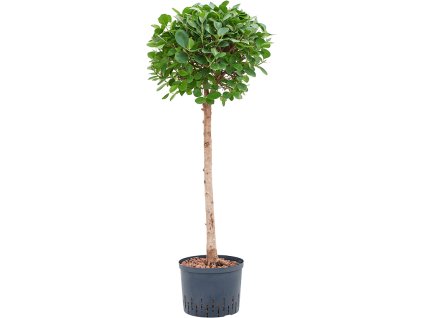 Ficus microcarpa 'Moclame' V130cm