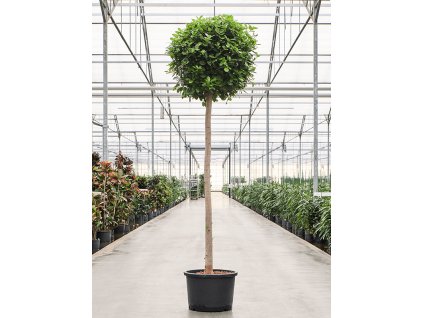 Ficus microcarpa 'Moclame' V240cm