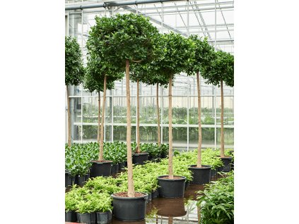 Ficus microcarpa 'Moclame' V280cm