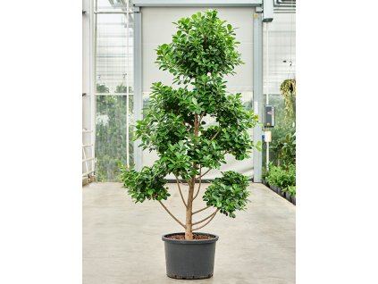 Ficus microcarpa 'Moclame' V210cm