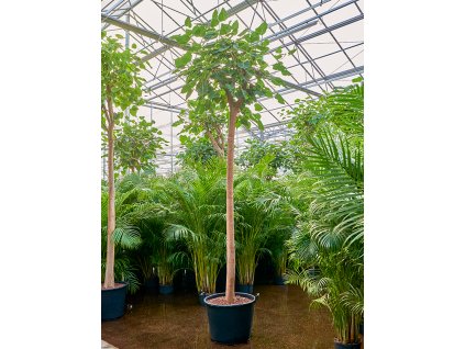 Ficus religiosa V450cm