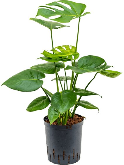 Monstera deliciosa R18cm V60cm