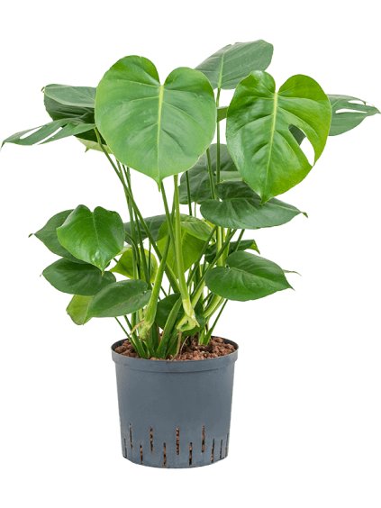 Monstera deliciosa R22cm V70cm