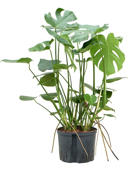 Monstera deliciosa V75cm