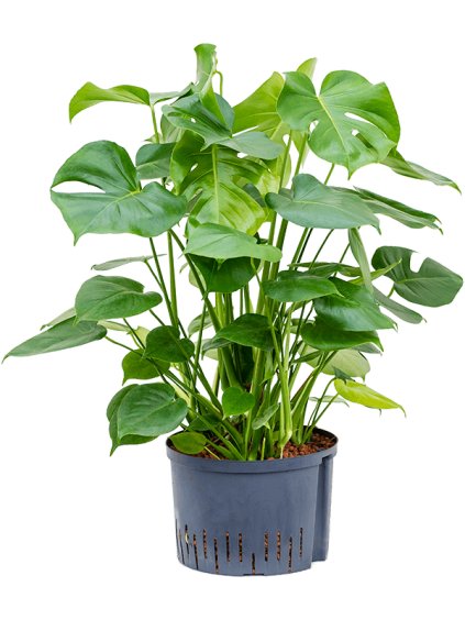 Monstera deliciosa V80cm