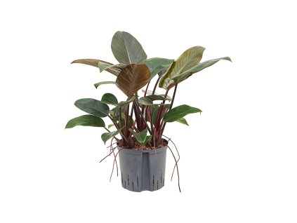 Philodendron 'Red beauty' V50cm