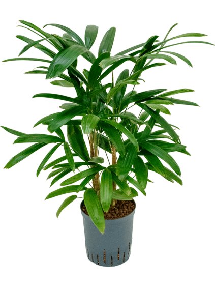 Rhapis excelsa V90cm