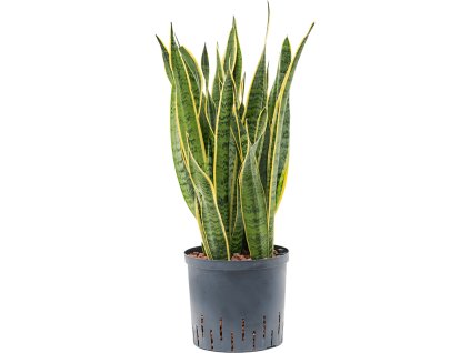 Sansevieria trifasciata 'Laurentii' V80cm