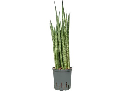 Sansevieria trifasciata 'Snake Skin' V80cm