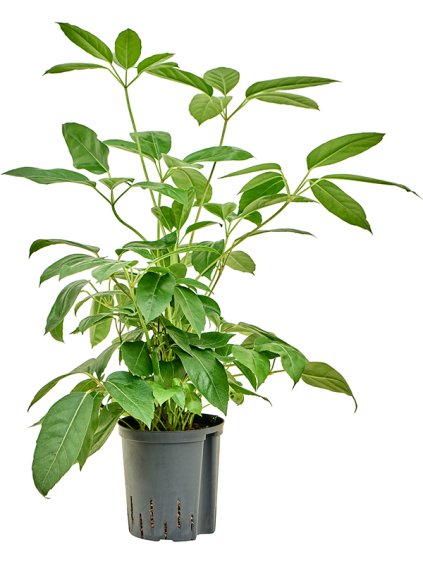 Schefflera Actinophylla R18cm V70cm