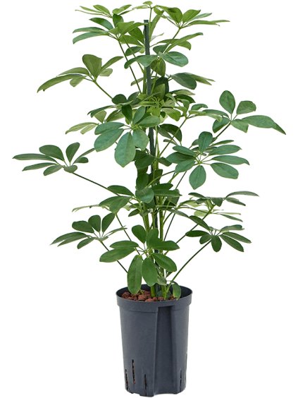 Schefflera arboricola 'Compacta' R15cm V60cm