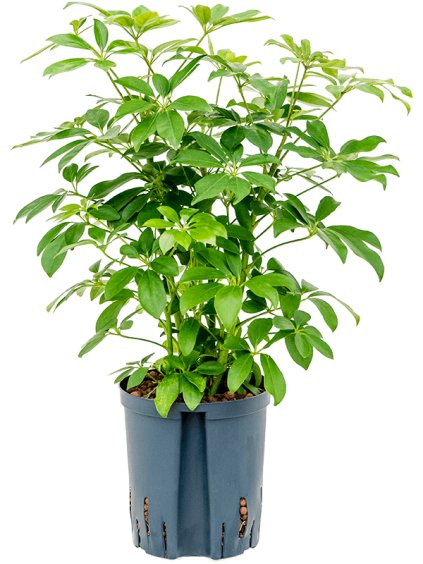 Schefflera arboricola 'Compacta' R18cm V65cm