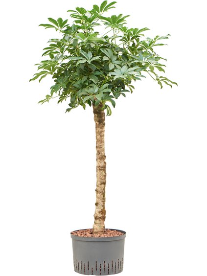 Schefflera arboricola 'Compacta' R28cm V120cm