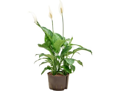 Spathiphyllum 'Hybriden' V80cm