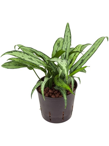 Aglaonema 'Cutlass' R13cm V30cm