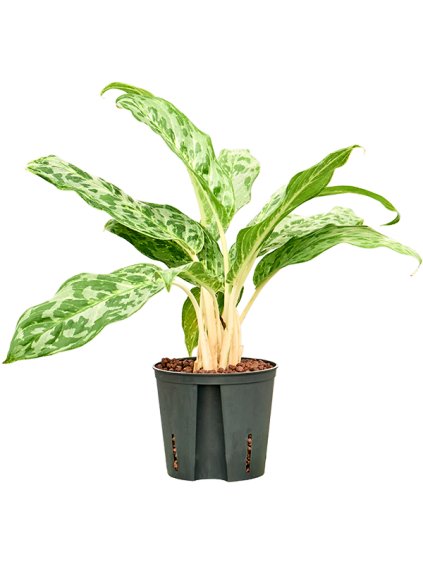 Aglaonema 'Pavo real' V40cm