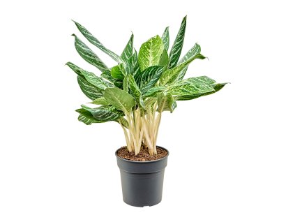 Aglaonema 'Madonna' V60cm