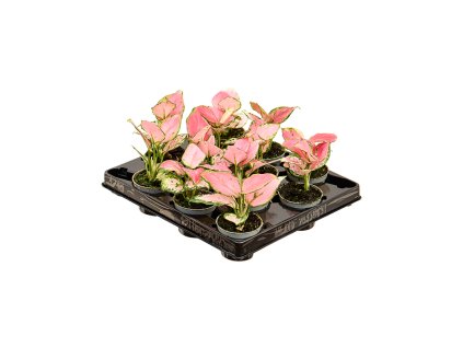 Aglaonema ´Red Zirkon´ R6 V8cm