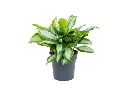 Aglaonema 'Silver Moon' V50cm