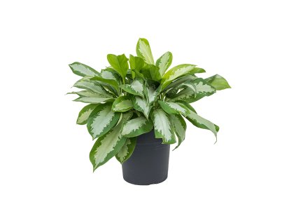 Aglaonema 'Silver Moon' V70cm