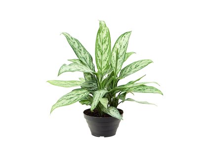Aglaonema 'Silver Queen' 6/tray V45cm