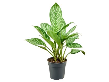 Aglaonema 'Stripes' V50cm