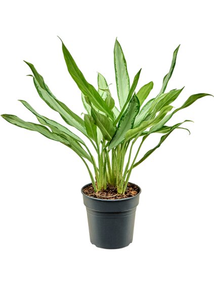 Aglaonema 'White Lance' V40cm
