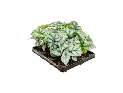 Alocasia 'Silver Dragon' 12/tray V12cm