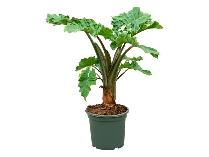 Alocasia 'Low Rider' V80cm
