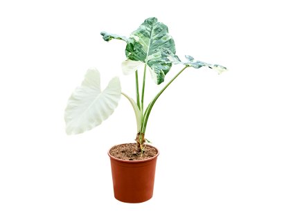 Alocasia macrorrhizos variegata V110cm