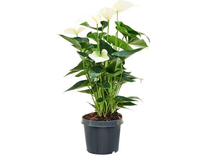 Anthurium andraeanum 'Sierra White' V60cm