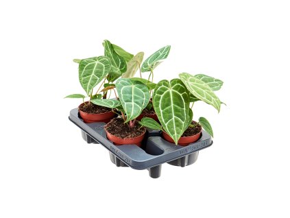 Anthurium crystallinum 4/tray V25cm