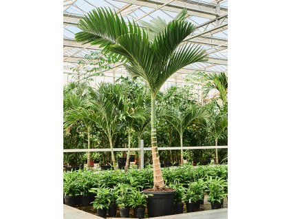 Areca catechu dwarf V300cm