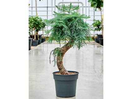 Araucaria cunninghamii V110cm