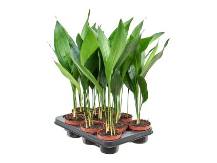 Aspidistra elatior 9/tray V40cm