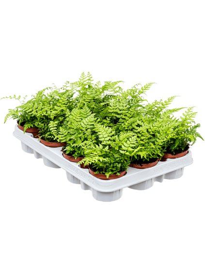 Athyrium spicatum 12/tray V20cm