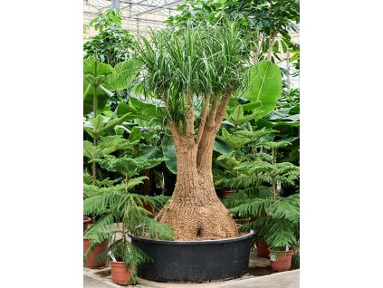 Beaucarnea recurvata V200cm