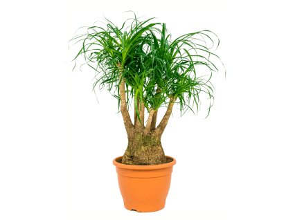 Beaucarnea recurvata V95cm